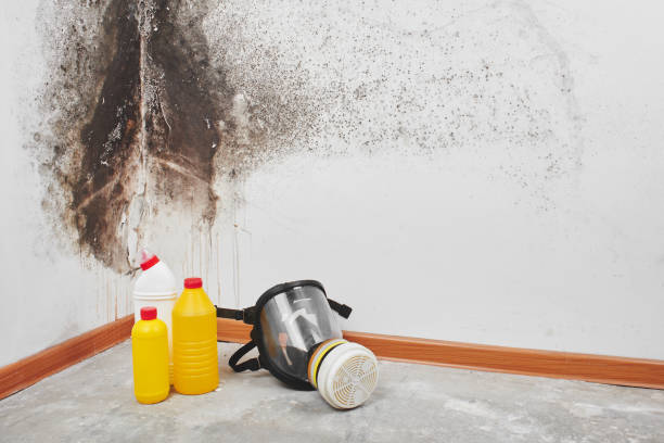 Mold Removal and Inspection in Corvallis, OR