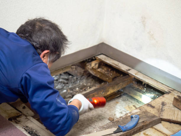 Best Best Mold Removal Companies  in Cvallis, OR