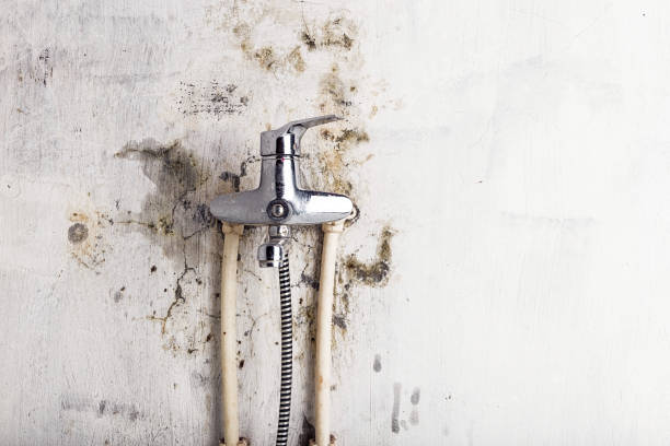 Best Office Mold Removal Services  in Cvallis, OR