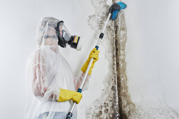 Best Mold Removal and Inspection  in Cvallis, OR