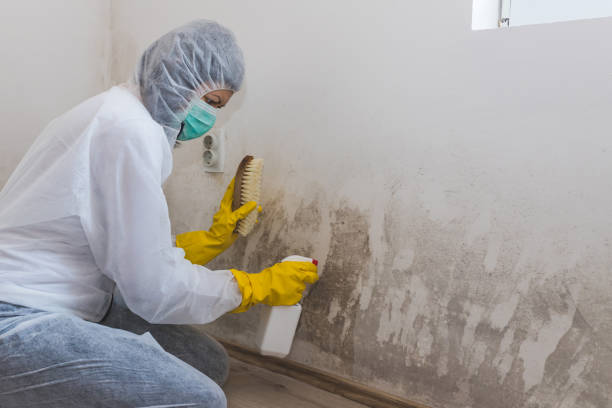 Best Mold Damage Repair  in Cvallis, OR