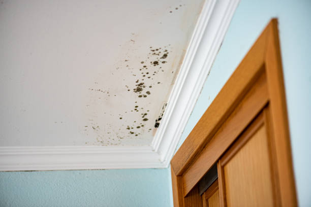 Best Emergency Mold Removal  in Cvallis, OR