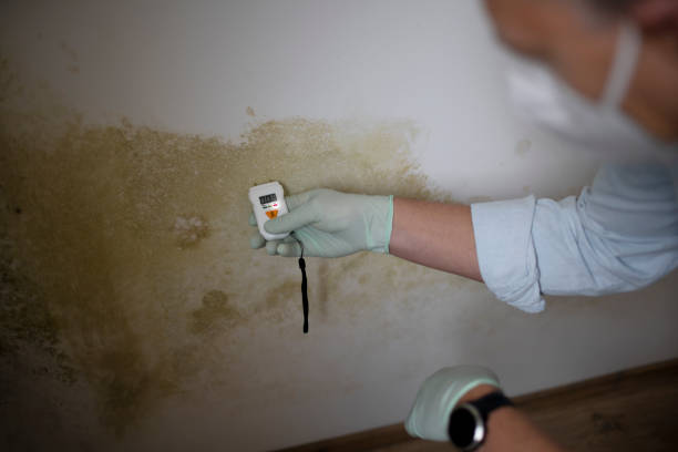 Best Certified Mold Removal  in Cvallis, OR