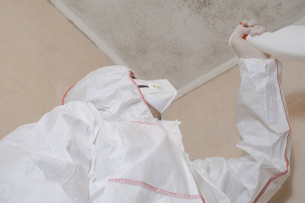 Best Black Mold Removal  in Cvallis, OR