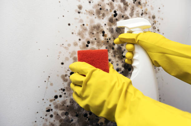 Best Office Mold Removal Services  in Cvallis, OR