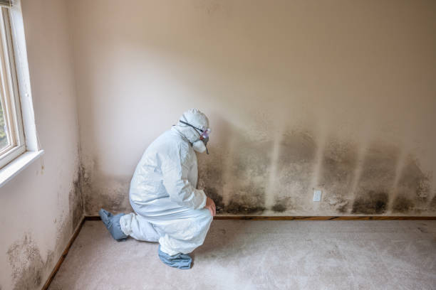 Best Black Mold Removal  in Cvallis, OR