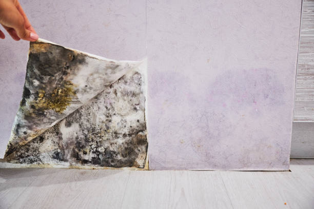 Best Toxic Mold Removal  in Cvallis, OR